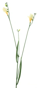 Frézie krémovo-žlutá 76 cm