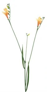 Frézie oranžová 76 cm