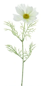 Krásenka bílá 71 cm