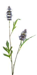 Kyprej klasnatý levandulový 66 cm