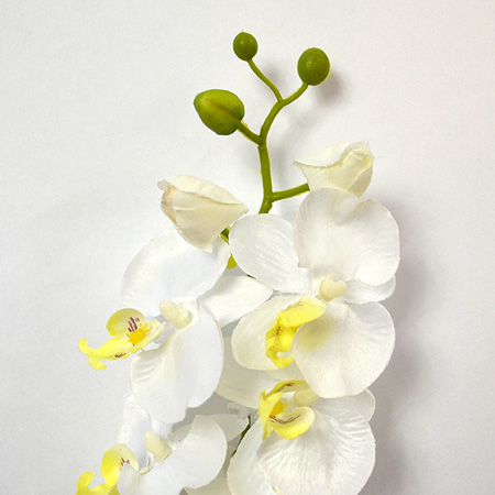 Phaleanopsis Alerge cream 60cm