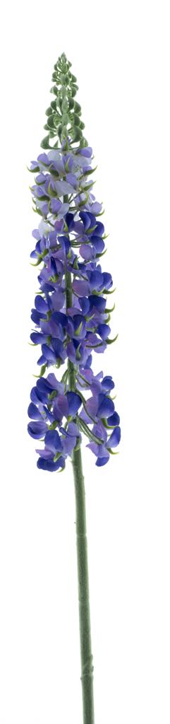 Lupina (Jacek) fialová V107 cm