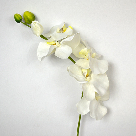 Phalenopsis Belo cream