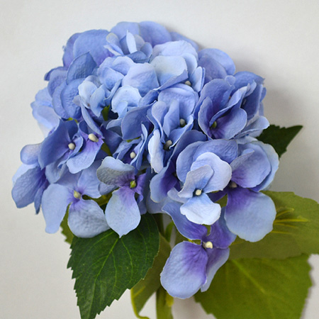 Hortenzie modra 48cm