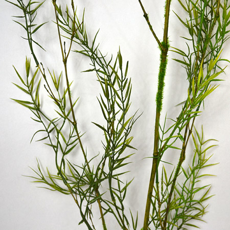 Starček - Senecio x3 V85 cm