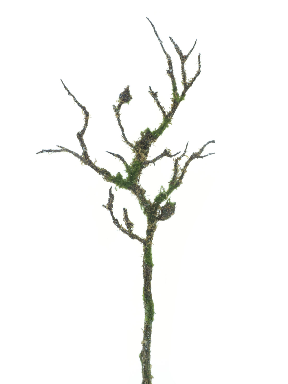 Mechová větev 'Aast' hnědý v68 cm