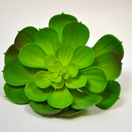 Echeveria Setosa green 12cm