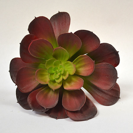 Echeveria Setosa burgundy 12cm