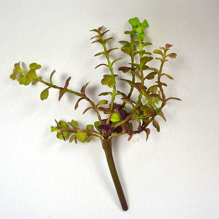 Sedum Spurium burgundy