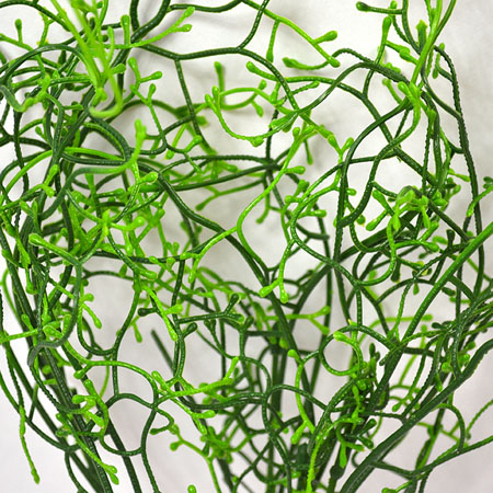 Grassy Calocephalus buch 37cm