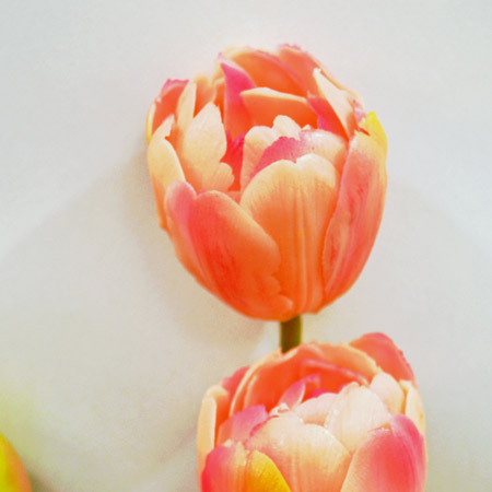 Double tulip orange 44cm