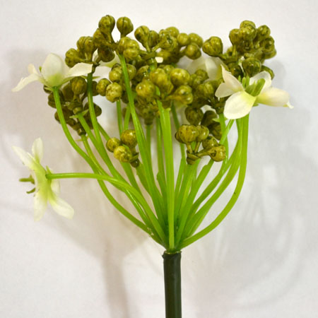 Ornithogalum kremový 60cm