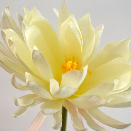 Lotus Alba kremový 72cm