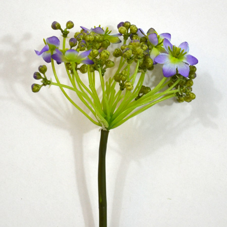 Ornithogalum vialový 60cm