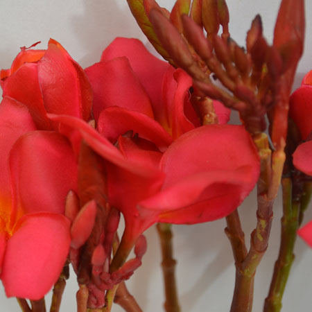 Frangipani červený 40cm