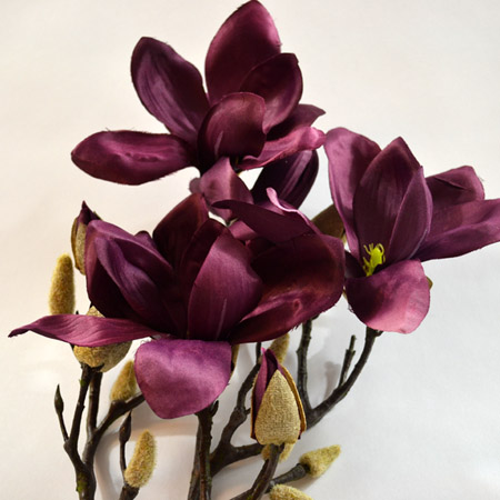 Magnolia Gold aubergine 94cm