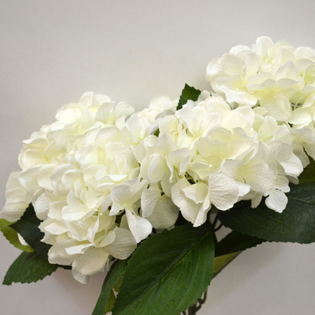 Hydrangea Rabe x5 cream 45cm