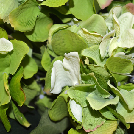 Hydrangea Rabe x5green 45cm