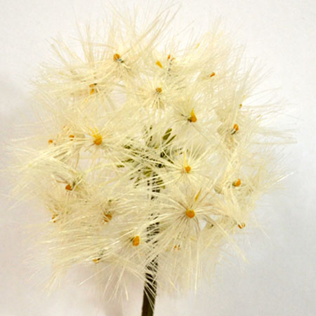 Taraxacum seed spray white