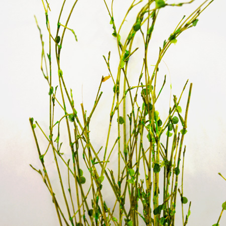 Fresch Bamboo buch 40cm