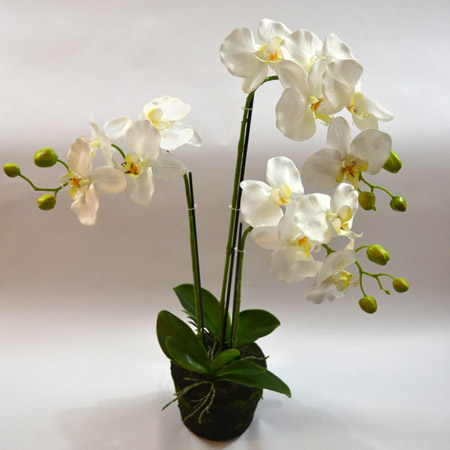 New phalaenopsis cream x3 MOSS POT 75 cm