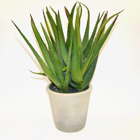Aloe Madagskar in pot green 40cm