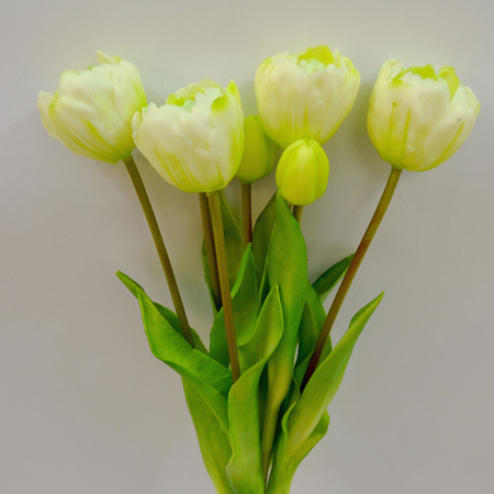 Free Double tulip cream 44cm