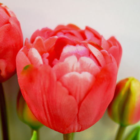 Double tulip beauty 44cm