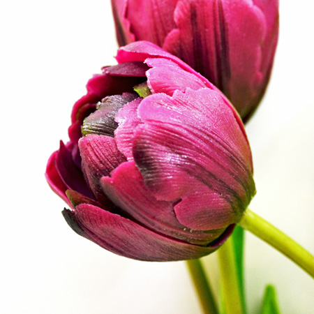 Double tulip sally 44cm