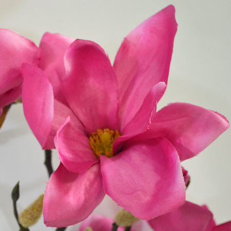 Magnolia Gold fuchsia 94cm