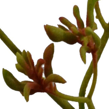 Anigozanthos green