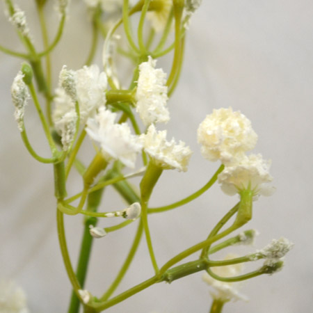 Gypsophilia x4 bila  67cm