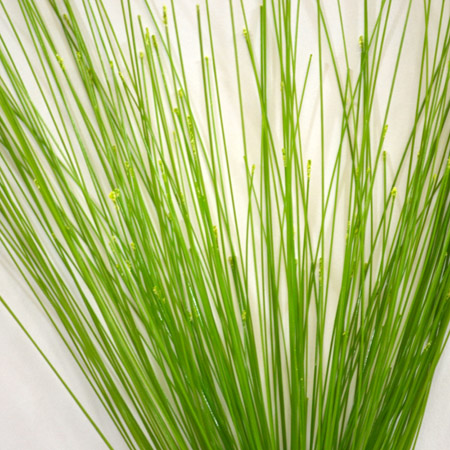 Cyperus W_seed soray 94cm