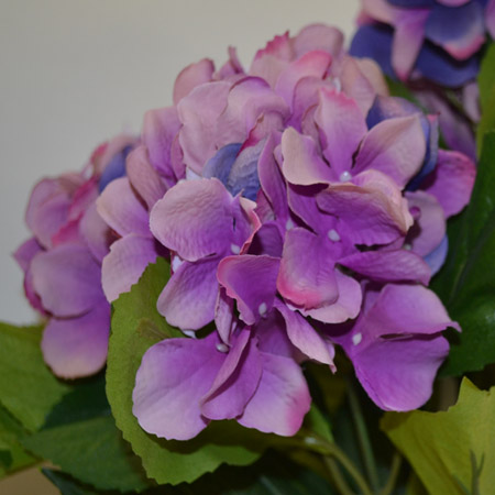 Hydrangea Rabe x5 lilac 45cm