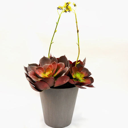 Aeonium Luton in pot burgudy55cm