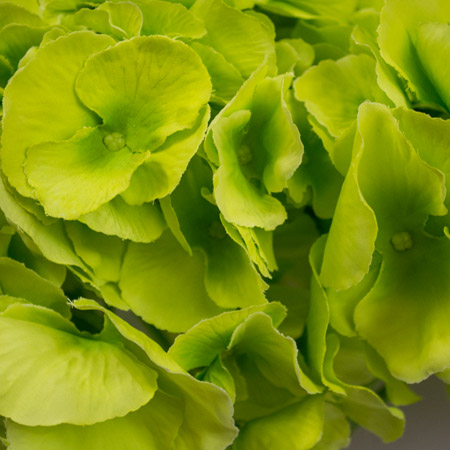 Hydrangea Madison zelená 50cm