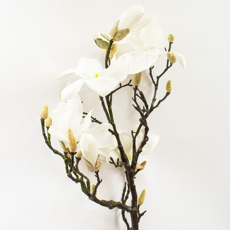 Magnolia Gold kremova 109cm