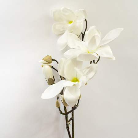 Magnolia Gold cream 94cm
