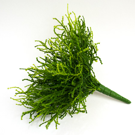 Santolina buch green 20cm