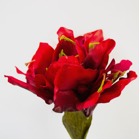 Amaryllis Riversdale