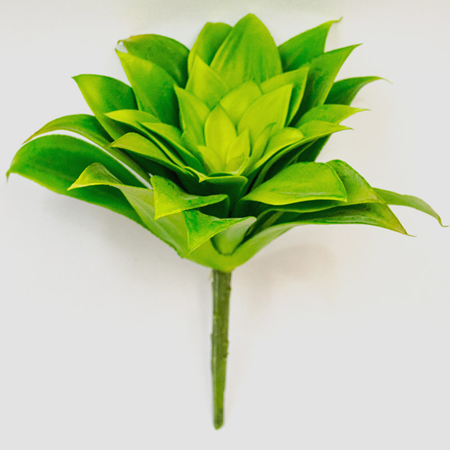 Large eucheveria green 20cm
