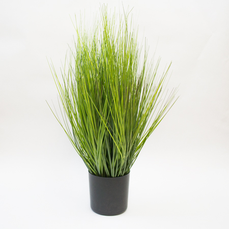 Královská kostřava zelená v květináči V60 cm