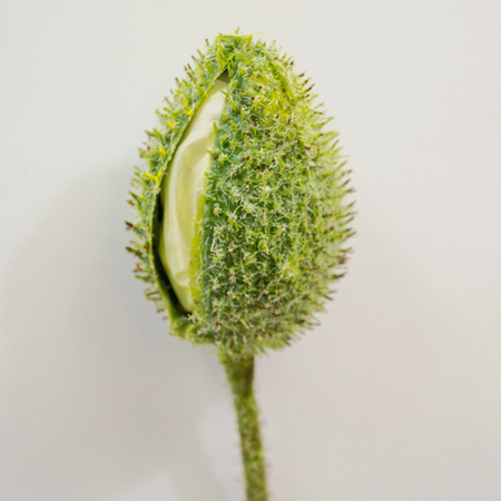 Papaver fruit cresm 85cm