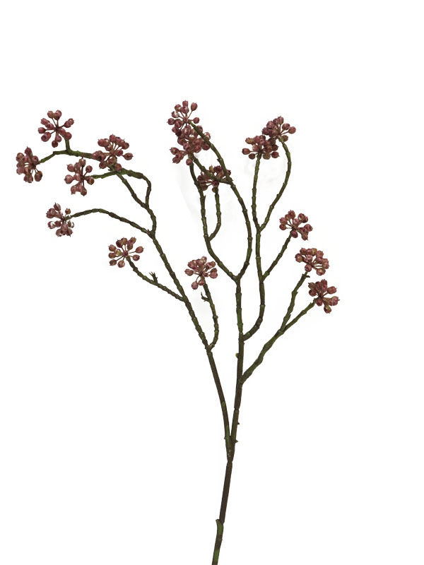 Arborescens beauty 58cm