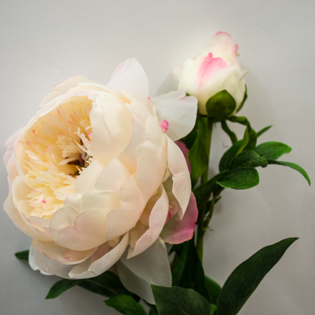Peony large cream x 2 93cm head 14cm,bud 6cm
