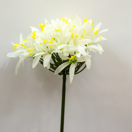 Agaphantus cream 80cm