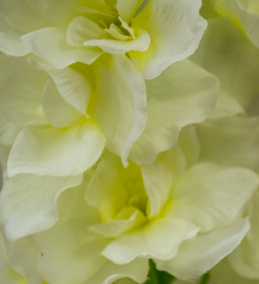 Delphinium Diva cream 90cm