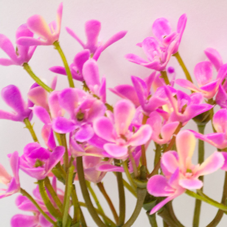 Trifolium flower pick lavender 30cm