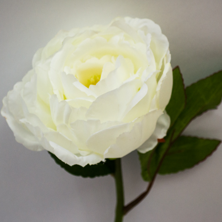 Paeonia Vincent cream 37cm