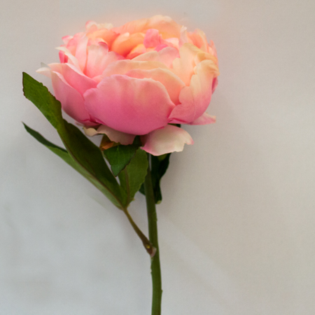 Paeonia Vincent peach 37 cm